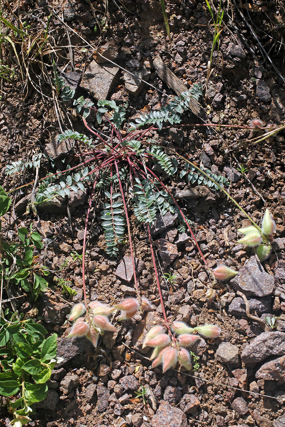 Изображение особи Oxytropis ugamica.