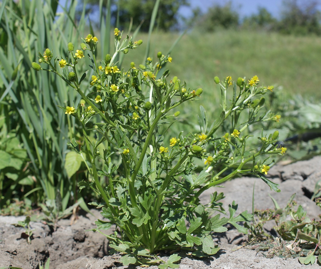 Image of Ranunculus sceleratus specimen.