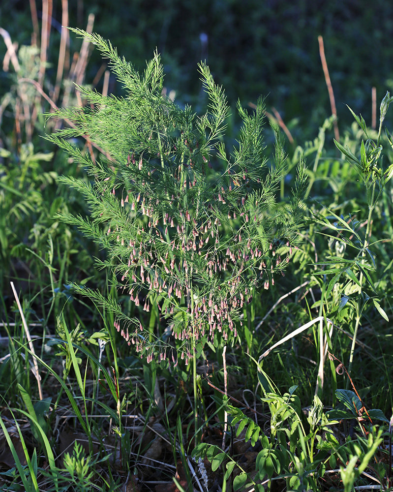 Изображение особи Asparagus oligoclonos.