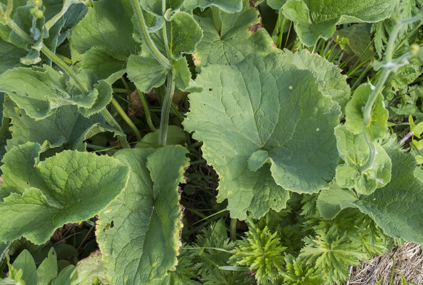 Изображение особи Doronicum macrophyllum.