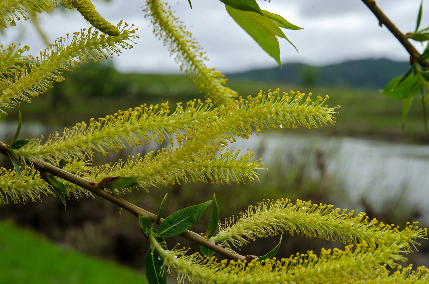 Изображение особи Salix triandra.