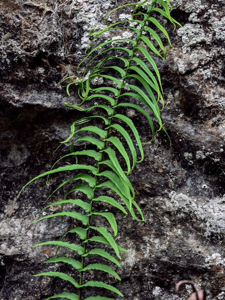 Изображение особи Pteris vittata.