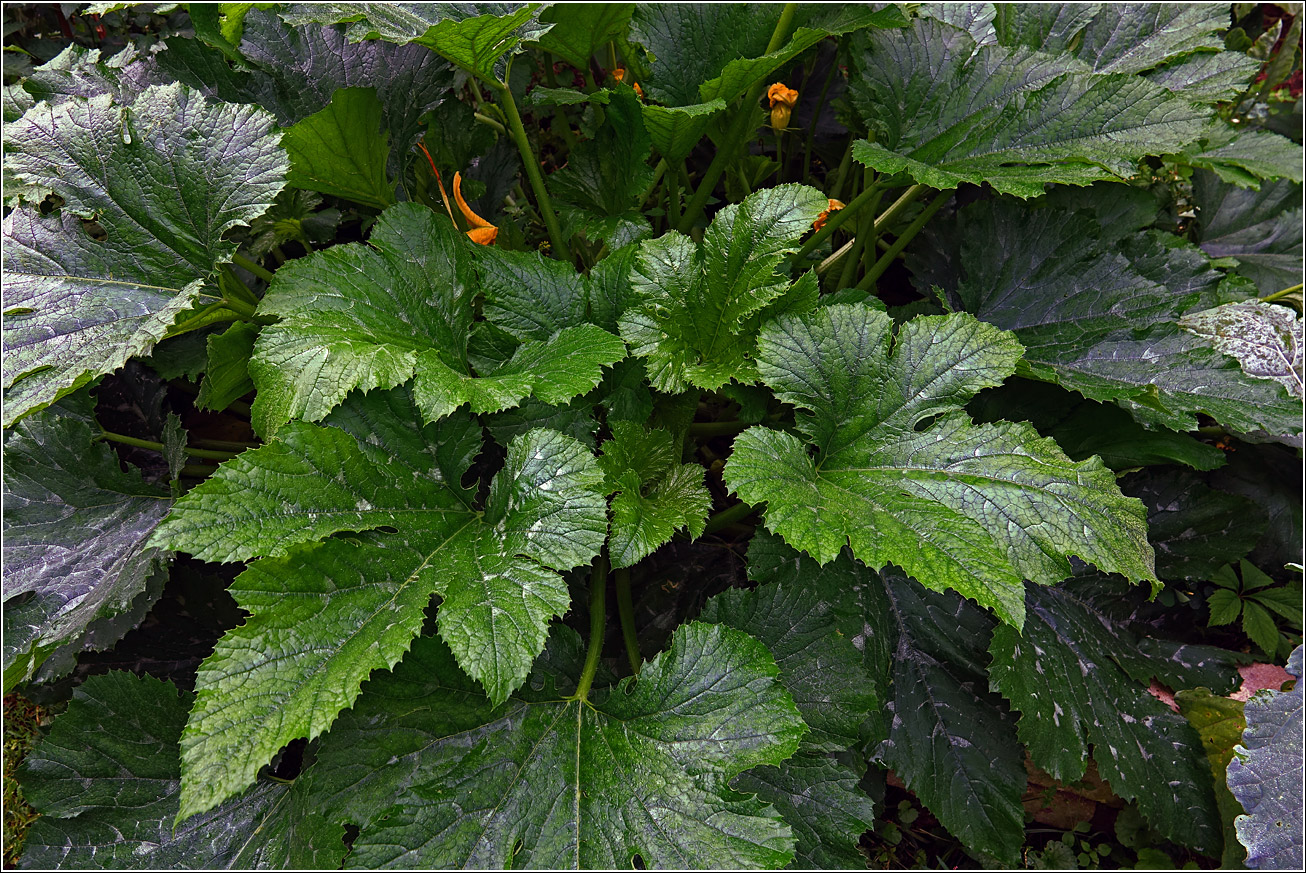 Image of Cucurbita pepo specimen.