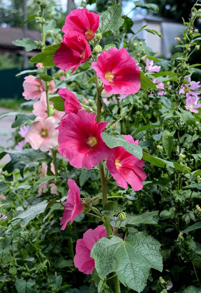 Image of Alcea rosea specimen.