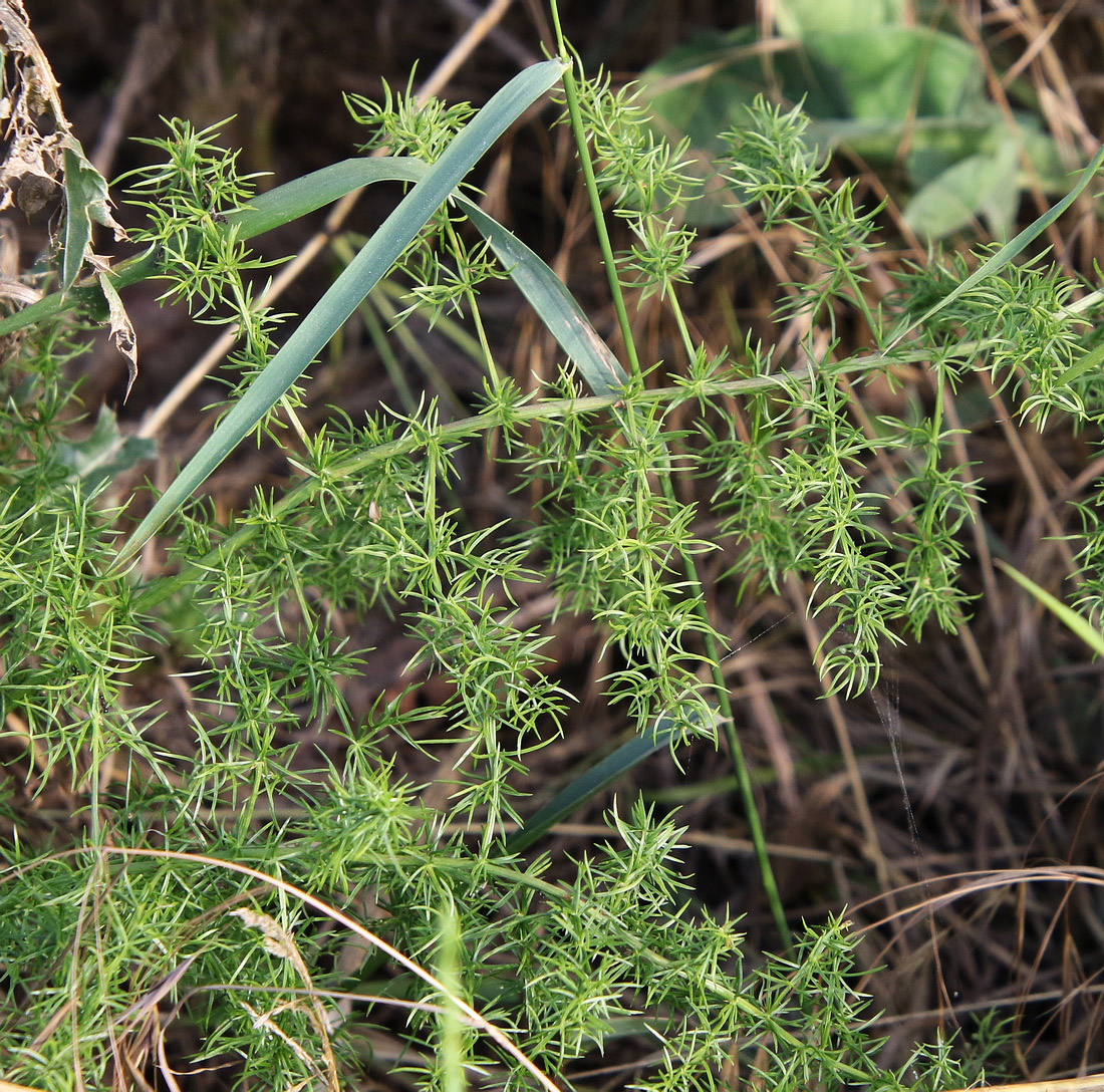 Изображение особи Asparagus verticillatus.