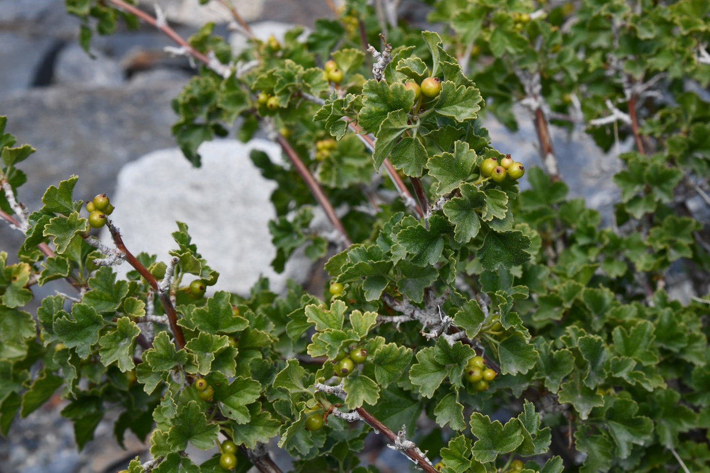 Image of Ribes villosum specimen.