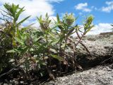 семейство Asteraceae. Вегетирующие растения с галлами(?). Казахстан, Южный Алтай, обращённое к Бухтарминскому вдхр. зап. подножье Нарымского хр., массив матрацевидных гранитов. 3 июля 2024 г.