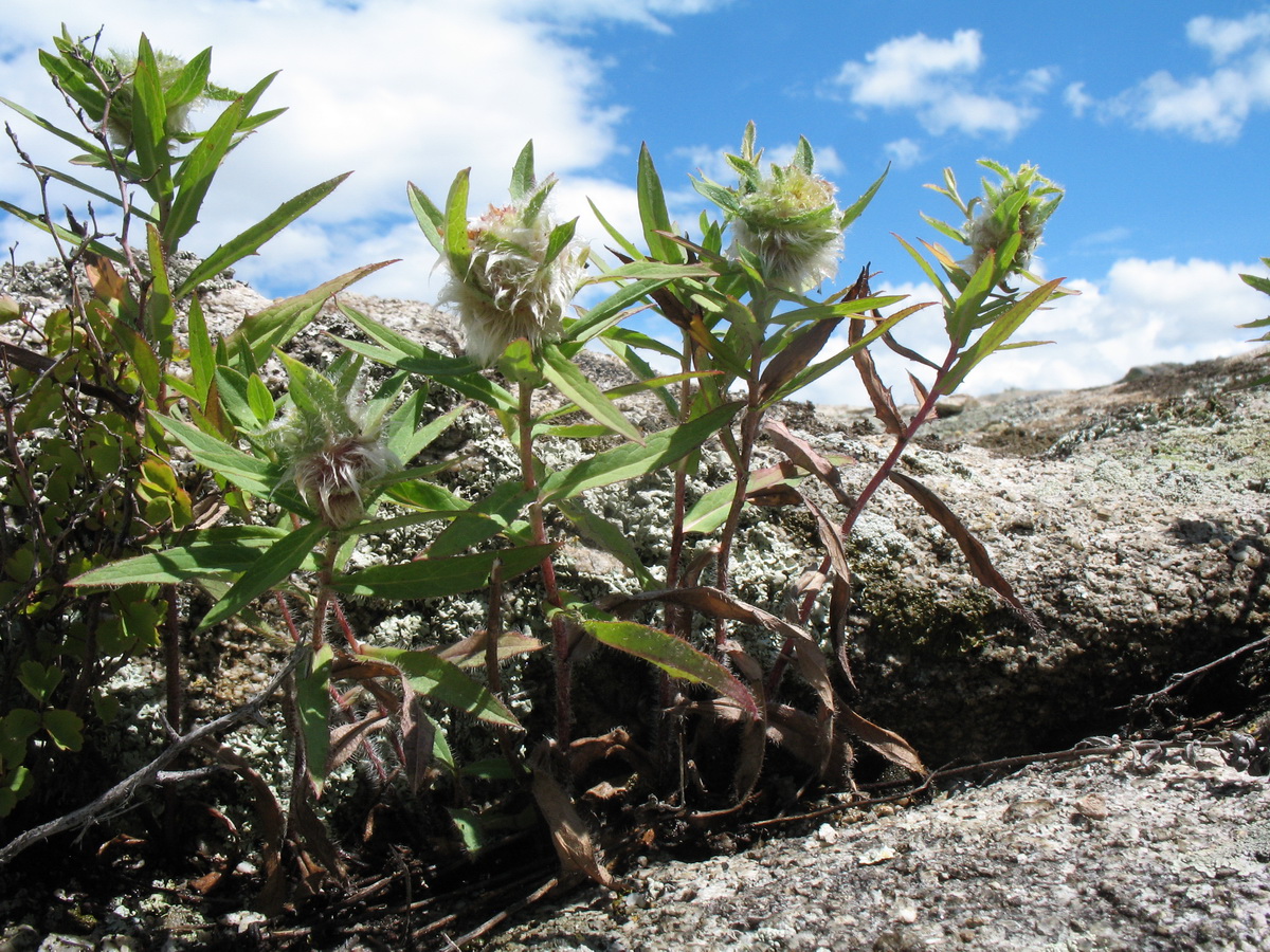 Image of familia Asteraceae specimen.