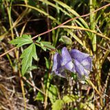 Aconitum consanguineum. Часть побега с соцветием. Хабаровский край, г. Комсомольск-на-Амуре, берег руч. Тёплый ключ. 04.09.2024.