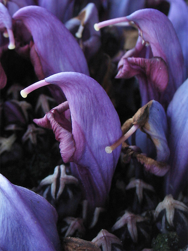 Image of Lathraea clandestina specimen.