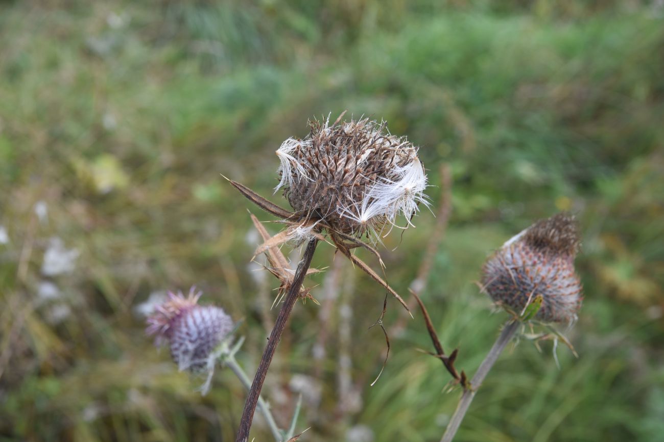 Image of Cirsium polonicum specimen.