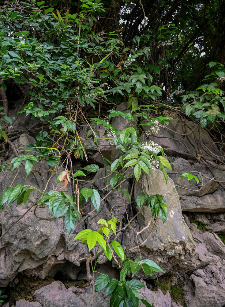 Image of Brachypterum scandens specimen.