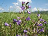 Campanula sibirica. Верхушка цветущего растения. Казахстан, Восточно-Казахстанская обл., Зайсанский р-н; Саур-Тарбагатай, Шиликтинская впадина, ≈ 1500 м н.у.м., степь. 27 июня 2012 г.