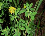 Trifolium aureum