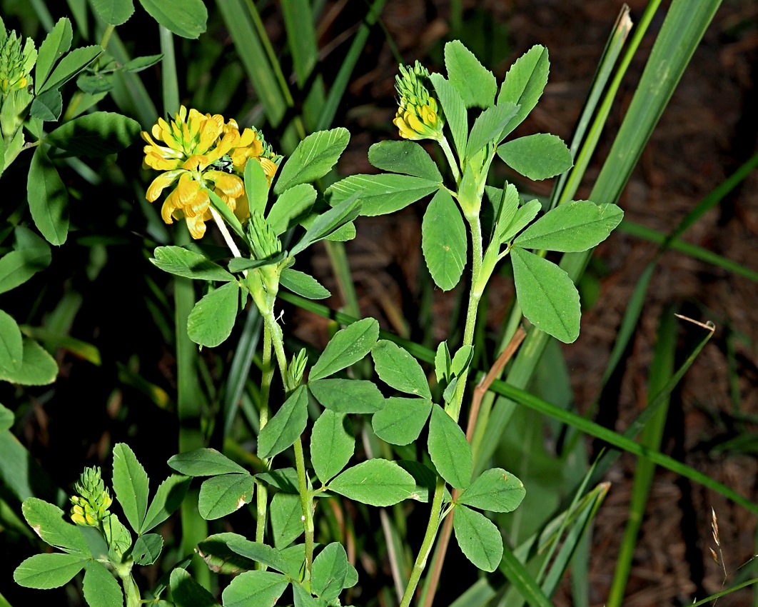 Изображение особи Trifolium aureum.