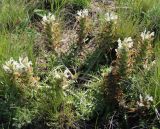 Pedicularis physocalyx