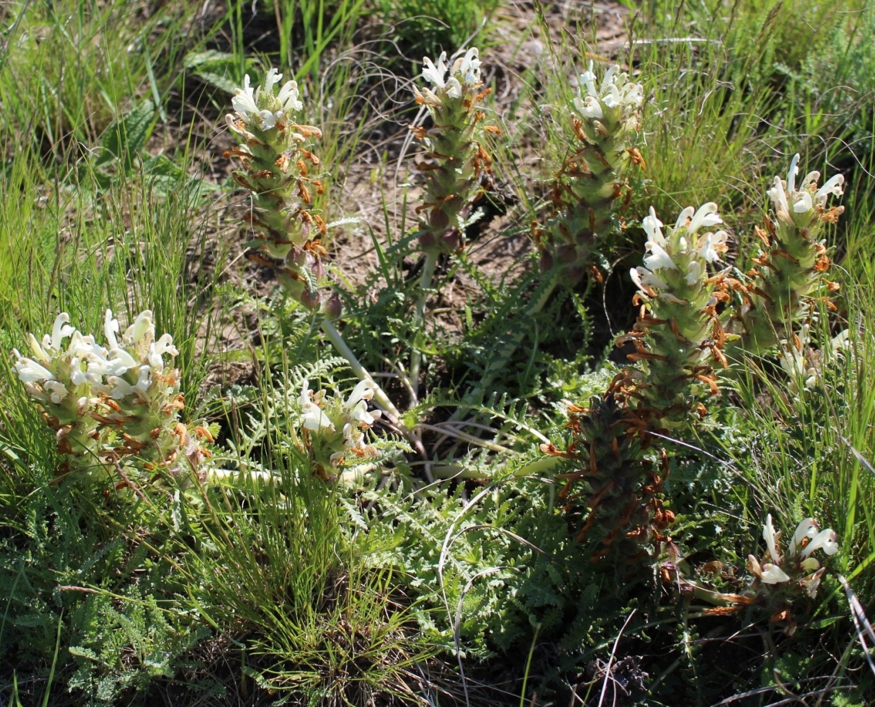 Изображение особи Pedicularis physocalyx.