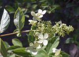 Hydrangea paniculata. Верхушка побега с соцветием. Испания, автономное сообщество Каталония, провинция Жирона, комарка Баш-Эмпорда, муниципалитет Палафружель, ботанический сад \"Кап-Роч\". 25.08.2024.