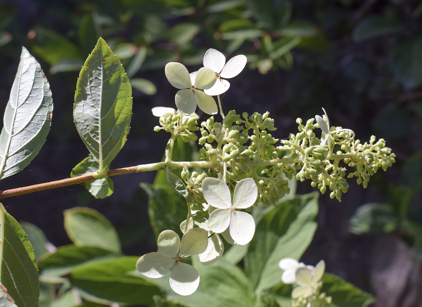 Изображение особи Hydrangea paniculata.