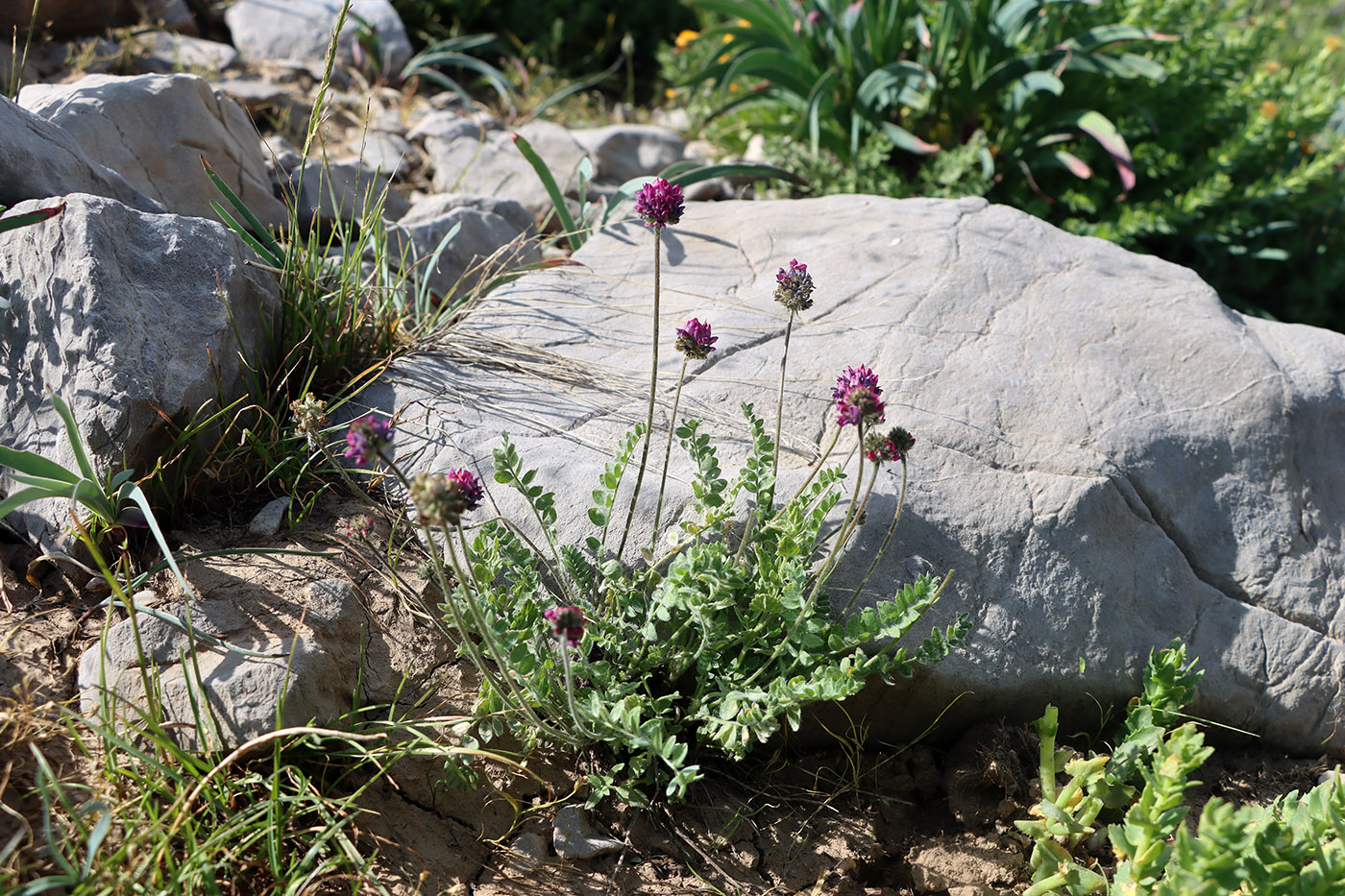 Изображение особи Oxytropis albovillosa.