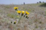 genus Hieracium