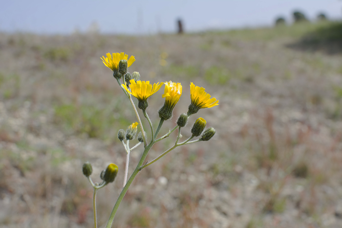 Изображение особи род Hieracium.