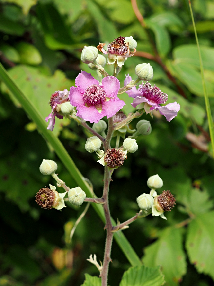 Image of Rubus sanctus specimen.