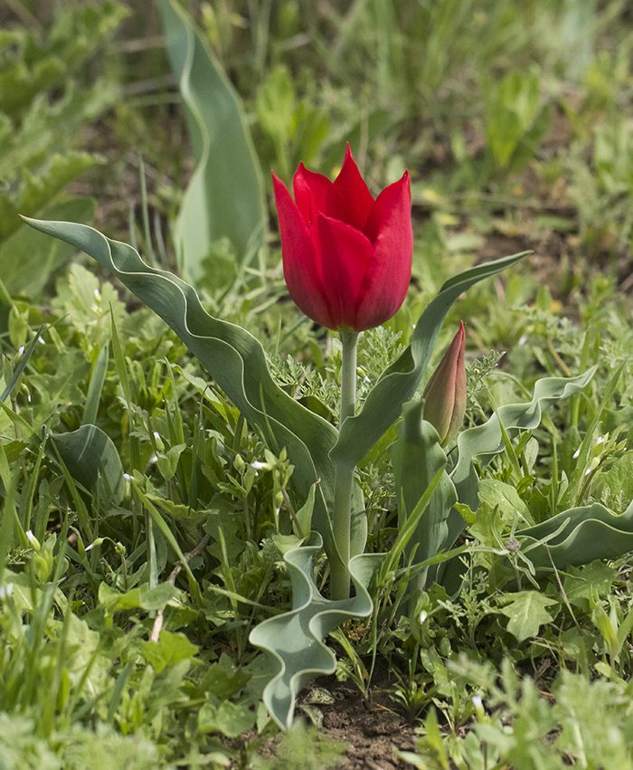 Image of Tulipa suaveolens specimen.