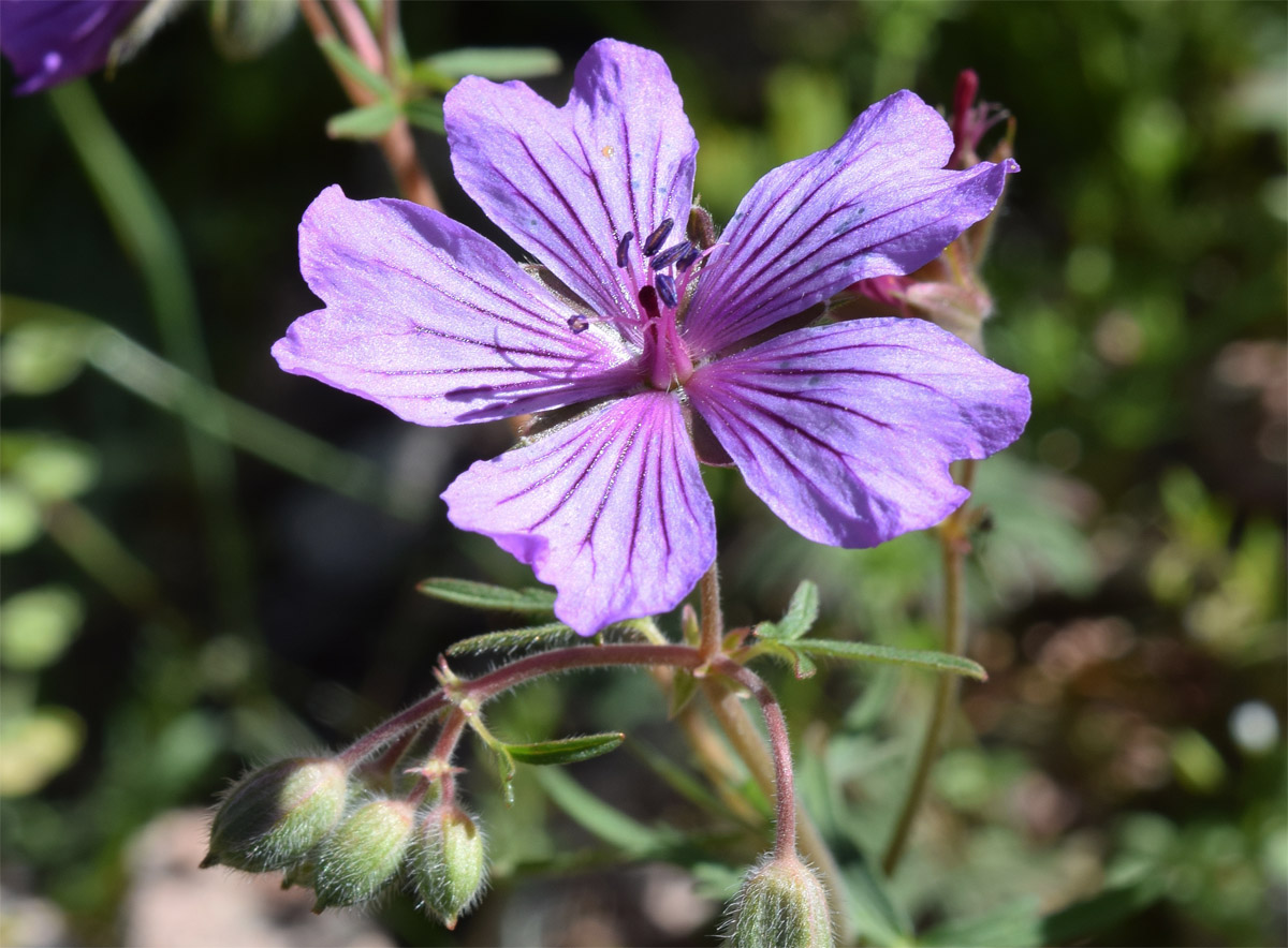 Изображение особи Geranium transversale.