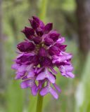 Смотреть изображение Orchis purpurea подвид caucasica