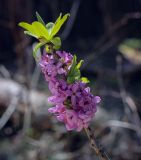 Смотреть изображение Daphne mezereum