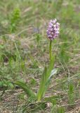 View full-size image Orchis simia