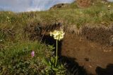 Primula ruprechtii