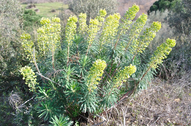 Image of Euphorbia characias specimen.