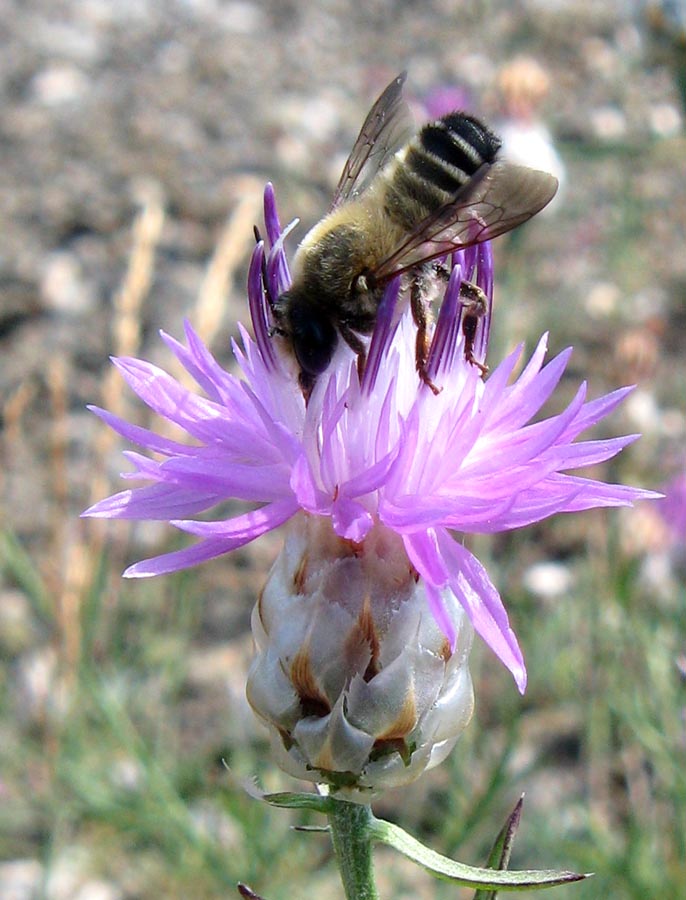 Изображение особи Centaurea vankovii.