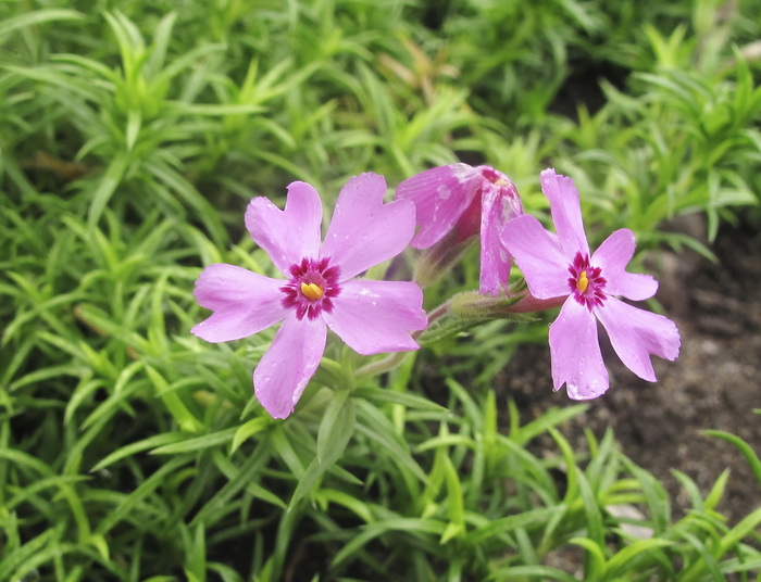 Image of Phlox subulata specimen.