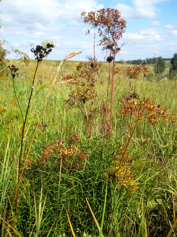 Image of Peucedanum morisonii specimen.