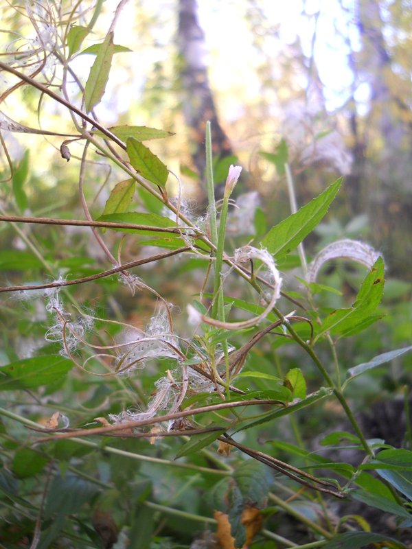 Image of Epilobium montanum specimen.