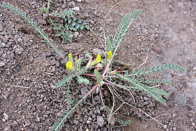 Image of genus Astragalus specimen.