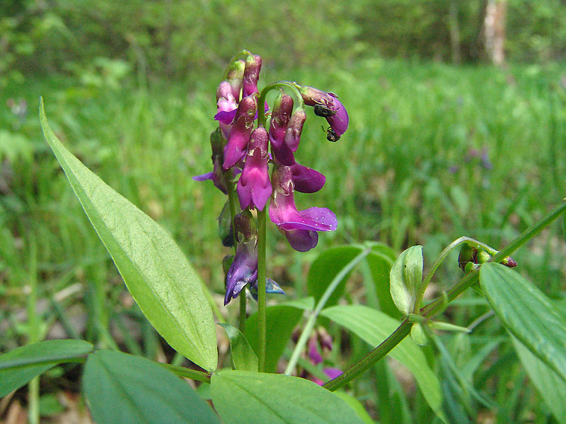 Image of Lathyrus vernus specimen.