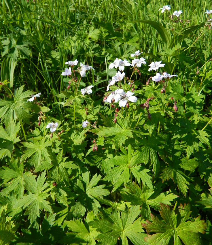 Image of Geranium krylovii specimen.