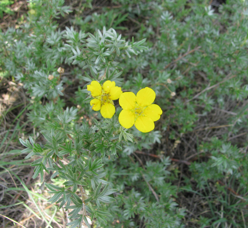 Image of Dasiphora parvifolia specimen.