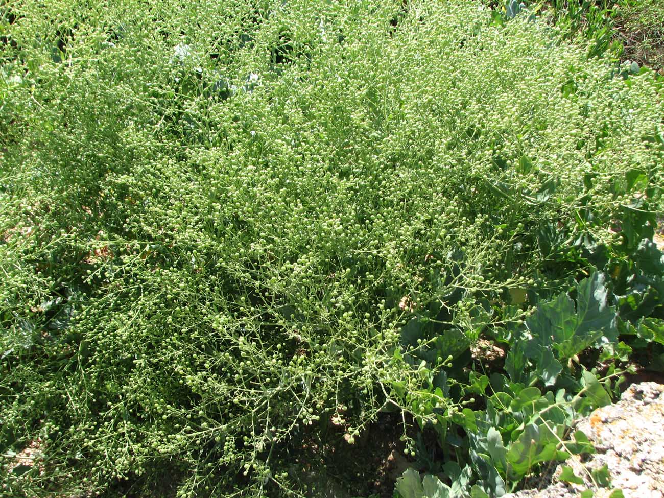 Image of Crambe maritima specimen.