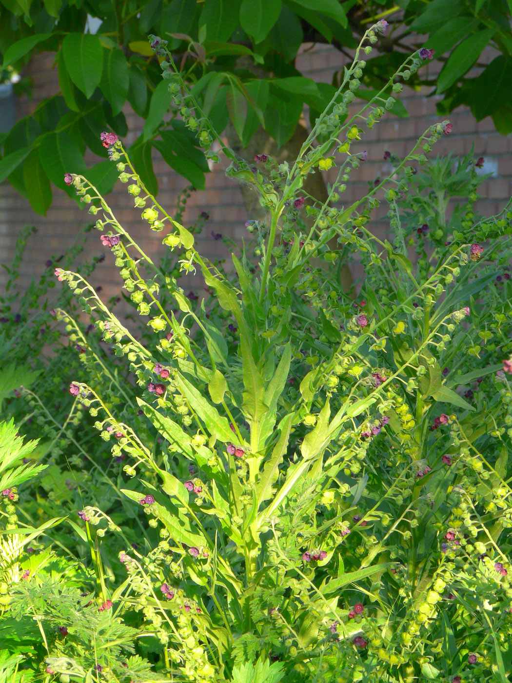 Image of Cynoglossum officinale specimen.