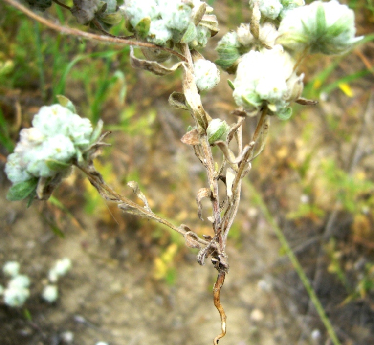 Image of Cymbolaena griffithii specimen.