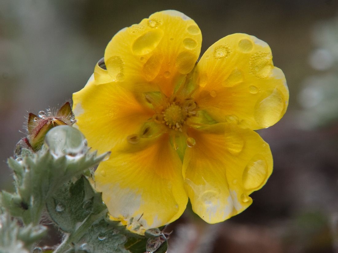 Image of Potentilla stolonifera specimen.