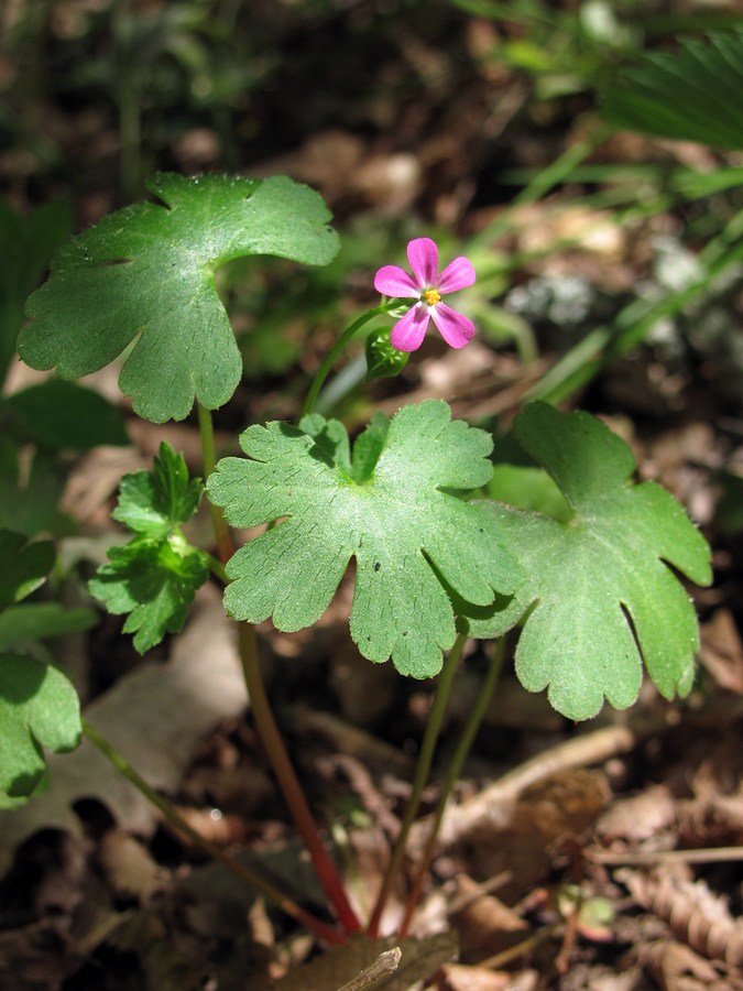 Image of Geranium lucidum specimen.