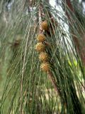 Смотреть изображение Casuarina equisetifolia