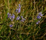 Lavandula coronopifolia