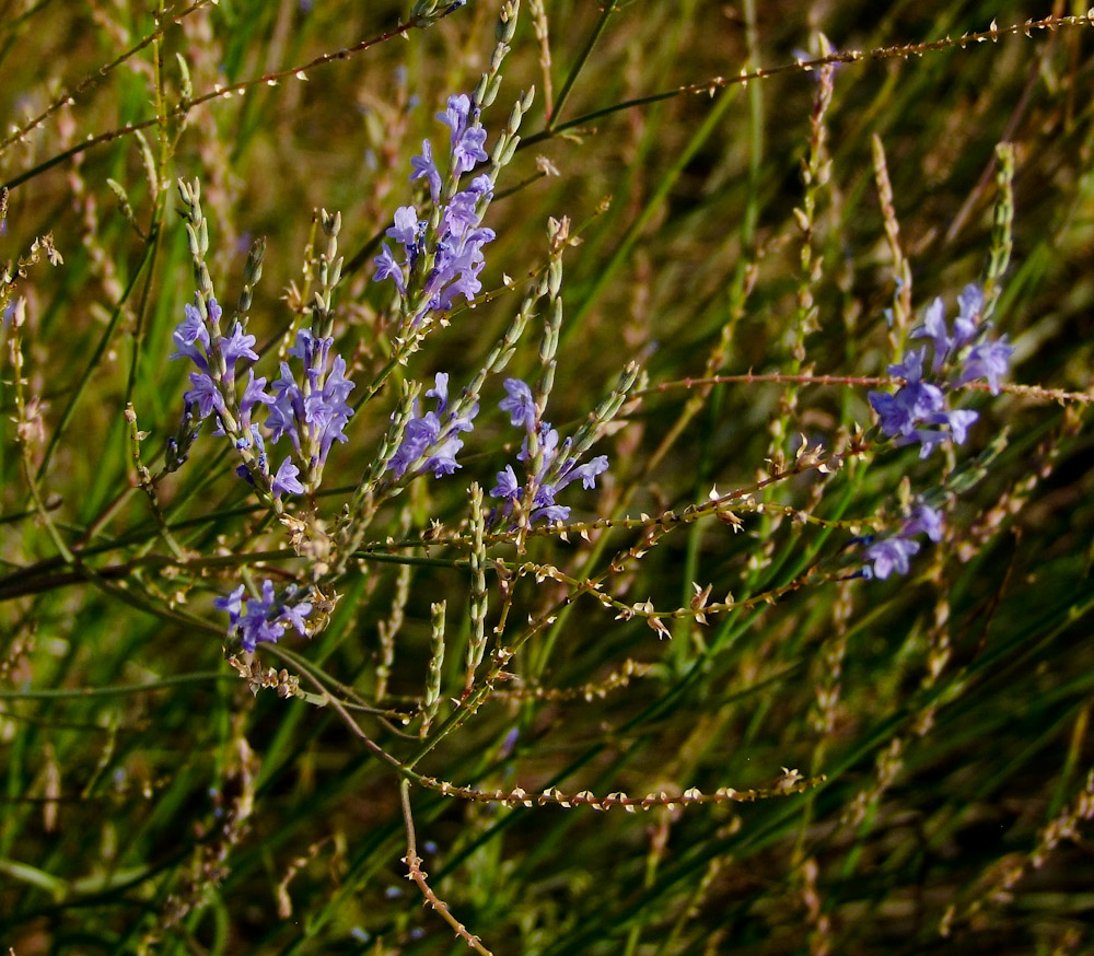 Image of Lavandula coronopifolia specimen.